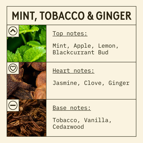 Mint, Ginger and Tobacco fragrance oil scent card with spicy, fruity and woody notes