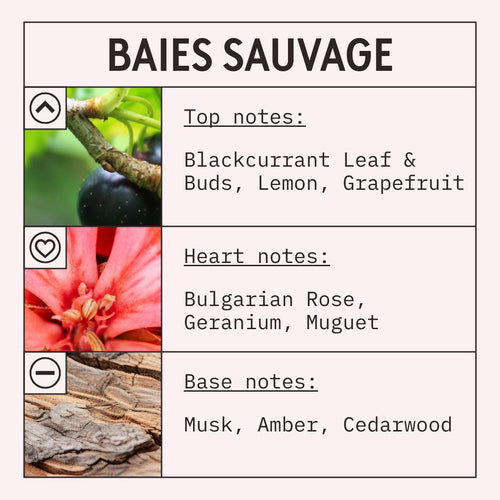 Baies Sauvage fragrance oil scent card with fruity, floral and green notes