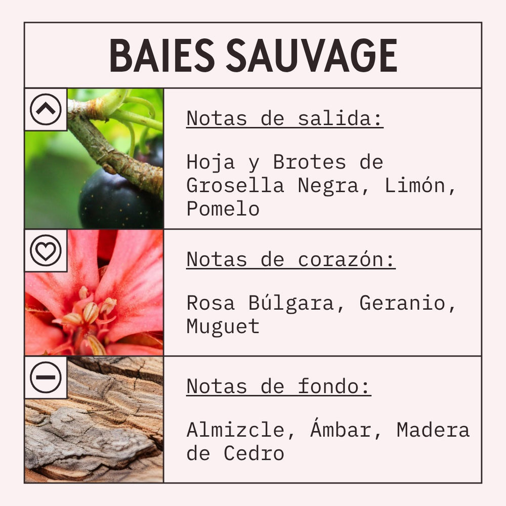 Baies Sauvage Fragrance Oil scent card (Spanish)