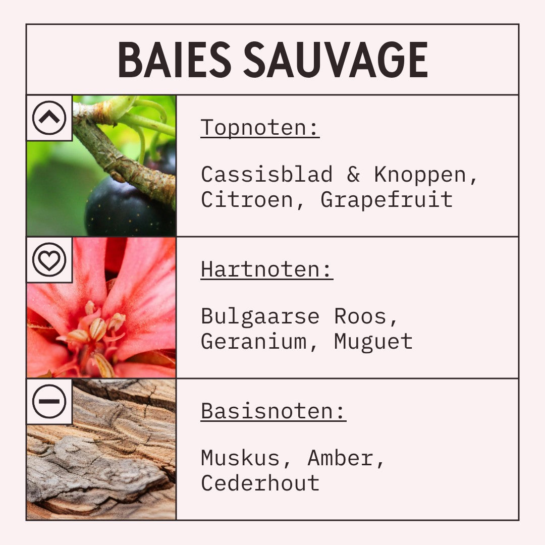 Baies Sauvage Fragrance Oil scent card (Dutch)