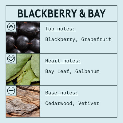 Blackberry & Bay Fragrance Oil (Concentrated) scent card (English)