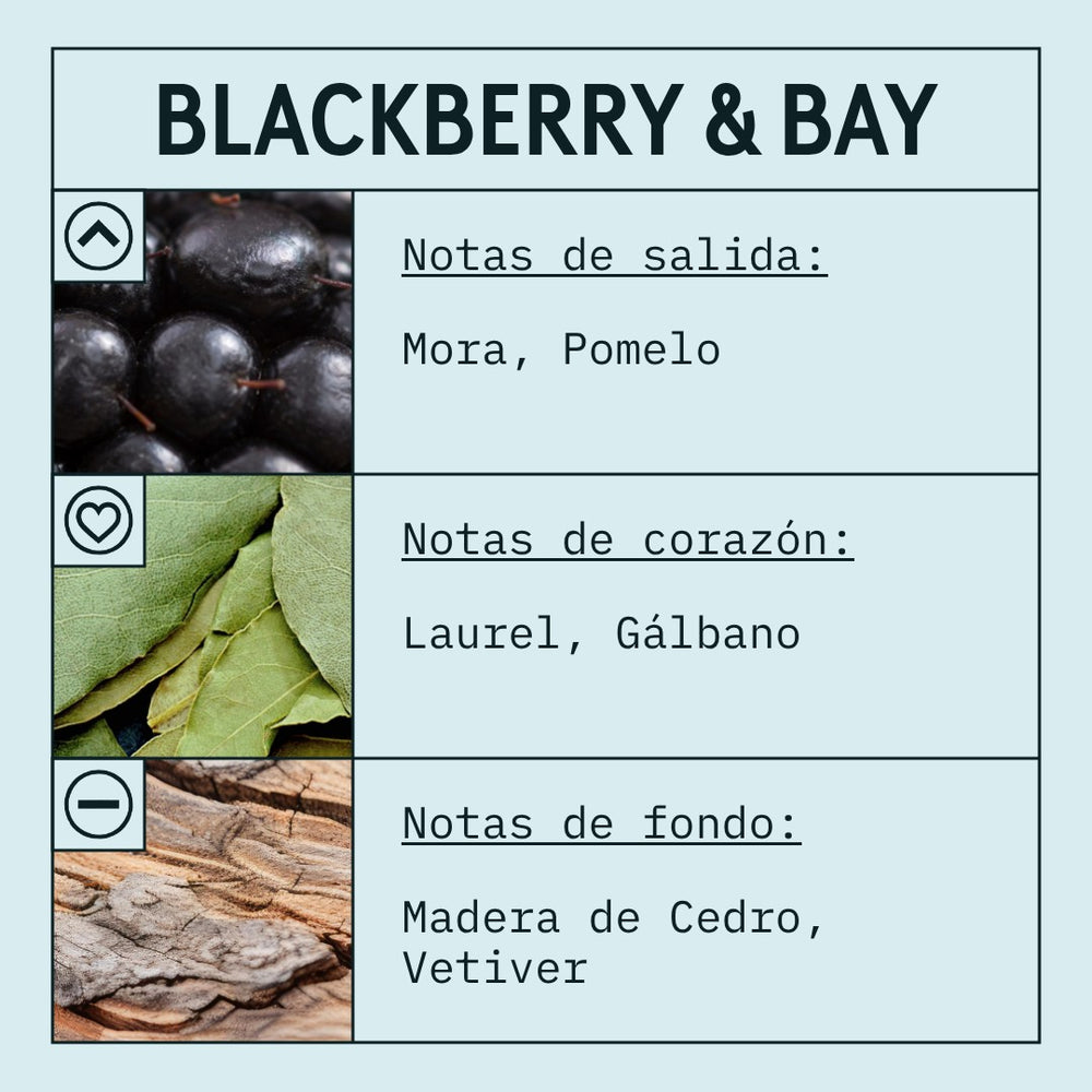 Blackberry & Bay Fragrance Oil (Concentrated) scent card (Spanish)