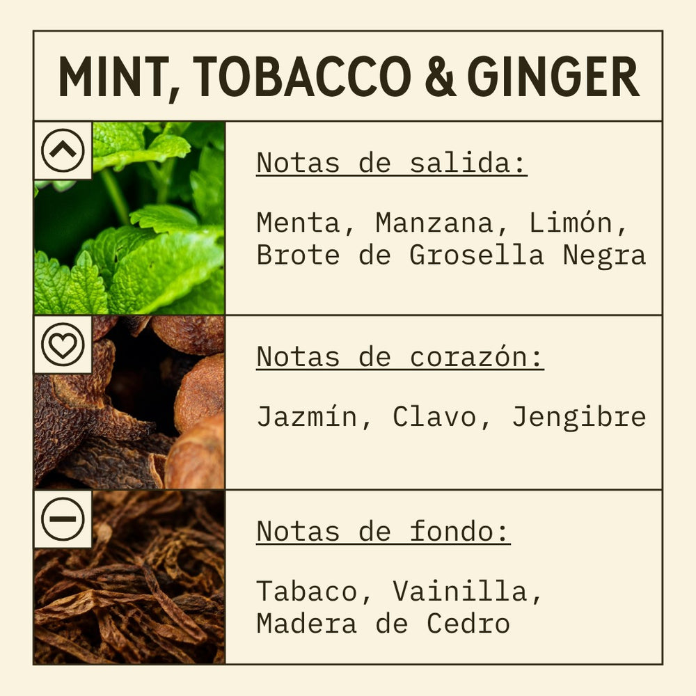 Mint, Ginger and Tobacco Fragrance Oil scent card (Spanish)